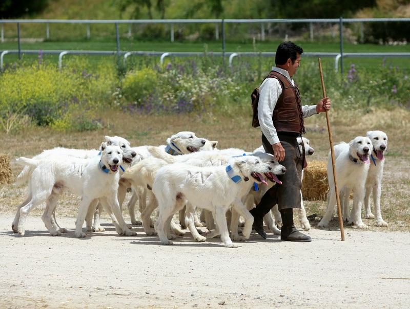 SICampo 2024 perros de rehala Valdueza