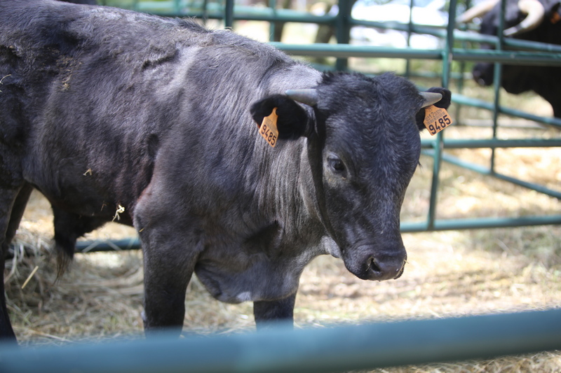 SICampo 2024 razas ganaderas