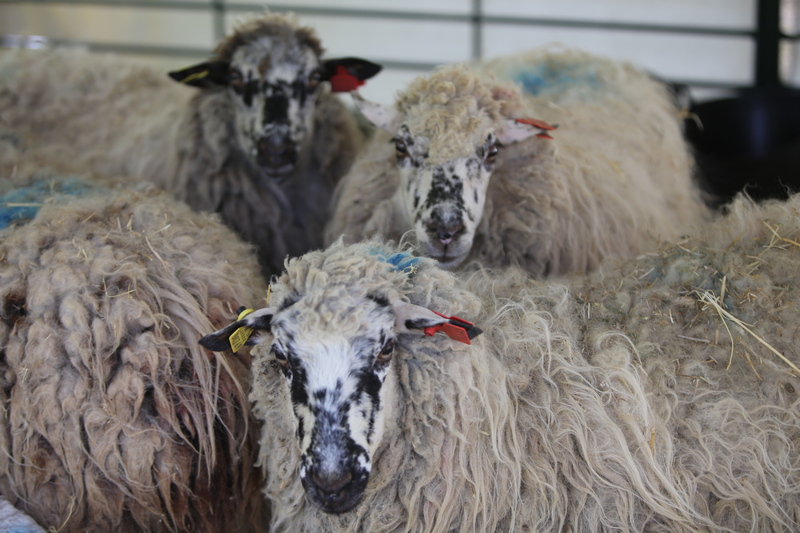 SICampo 2024 razas ganaderas