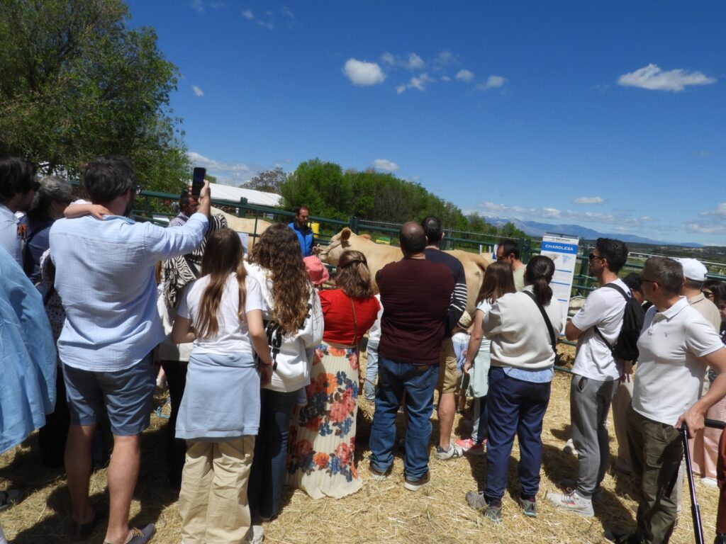 SICampo Exposición bovino